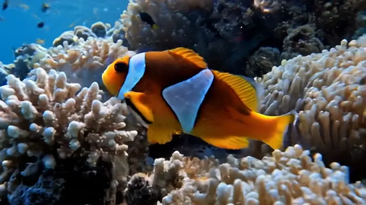 Convertir Videos A WebP Con Bucle