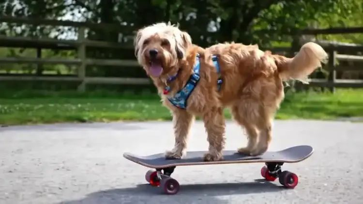 Generación De Texto A Video Veo 2