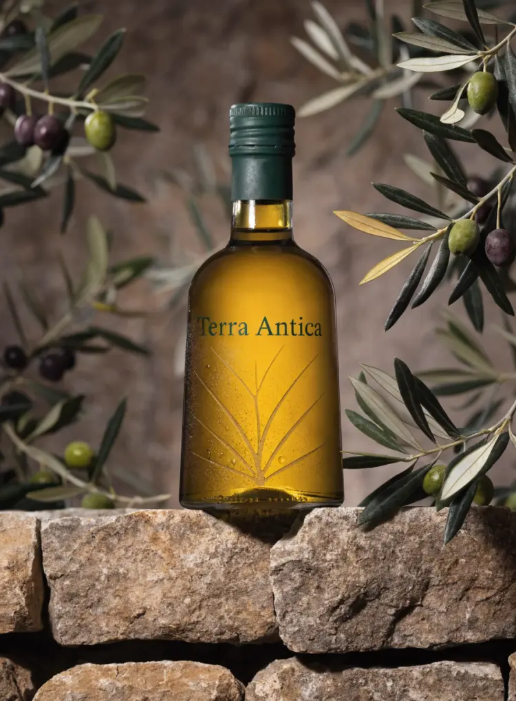 A premium olive oil bottle with a minimalist label design reading 'Terra Antica' in serif typography, placed on a rustic stone surface with olive branches, product photography with soft studio lighting