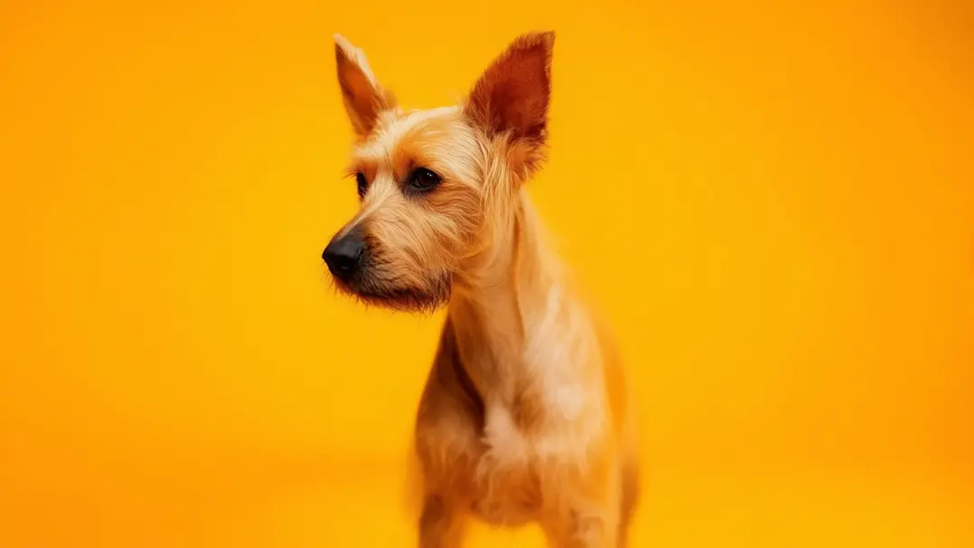Beautiful dog in yellow background setting