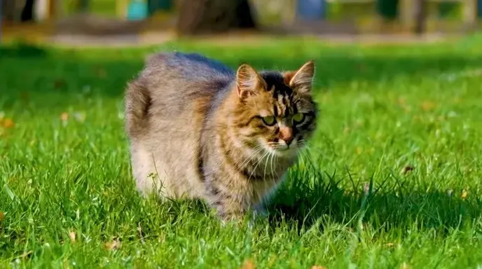 Generación De Video A Partir De Texto Con Hunyuan Video